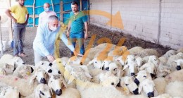 Kurbanlık sayısı 3 milyonu geçecek