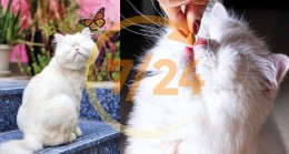 Yeni fenomen görme engelli kedi Moet