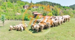 Orman köylüsüne faizsiz kredi