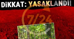 İstanbul Valiliği ormanlara girişi yasakladı