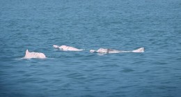 Huawei’nin Yapay Zeka Projesi Çin Beyaz Yunuslarının İzlenmesinde Erken Başarı Sağladı