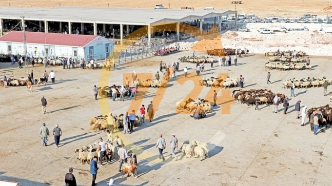 Küçükbaş, pazara 1200 liradan çıktı
