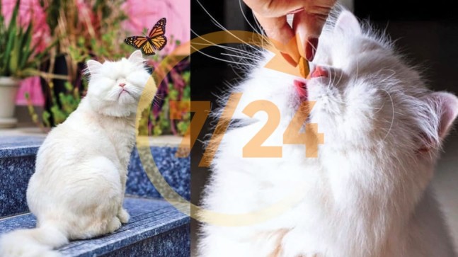 Yeni fenomen görme engelli kedi Moet
