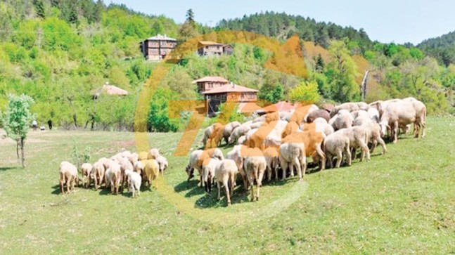 Orman köylüsüne faizsiz kredi