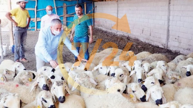 Kurbanlık sayısı 3 milyonu geçecek