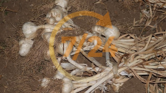 Sarımsak için nöbet tutuyorlar