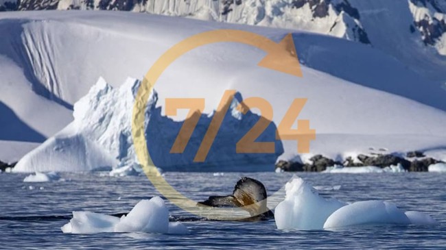 Antarktika’da bulundu! Milyonlarca yıllık bu fosil mosazora ait olabilir