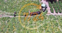 Çiftçinin bürokrasi derdi, e-Tarım’la son buluyor