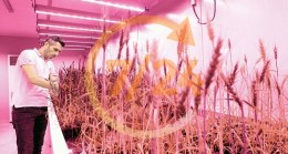 ‘Hızlı ıslah ünitesi’yle 2 ayda buğday hasadı