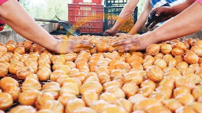 ‘Parayı zeytin, badem ve ceviz bahçesine yatırın’