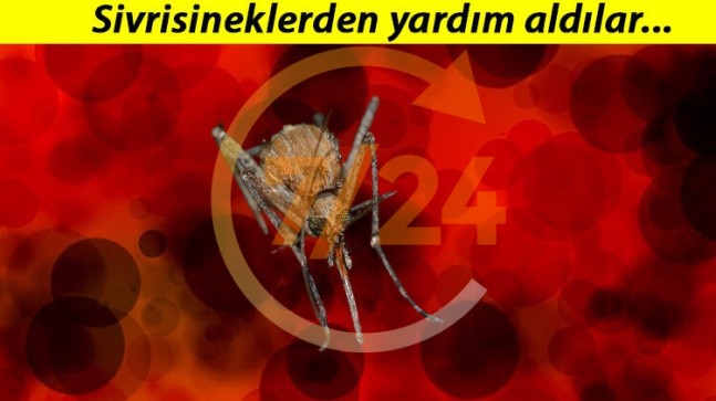 Japonya’dan çığır açacak buluş… Sivrisineğin koklama duyusundan kanser dedektörü geliştirdiler!