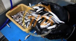 Karadeniz’de hamsi avı 10 gün yasaklandı