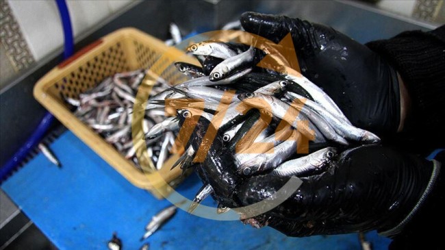 Karadeniz’de hamsi avı 10 gün yasaklandı