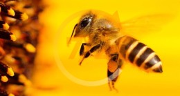 Yeni umudumuz arılar! Sonuçlar heyecan verici… Saniyeler içinde…