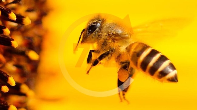 Yeni umudumuz arılar! Sonuçlar heyecan verici… Saniyeler içinde…
