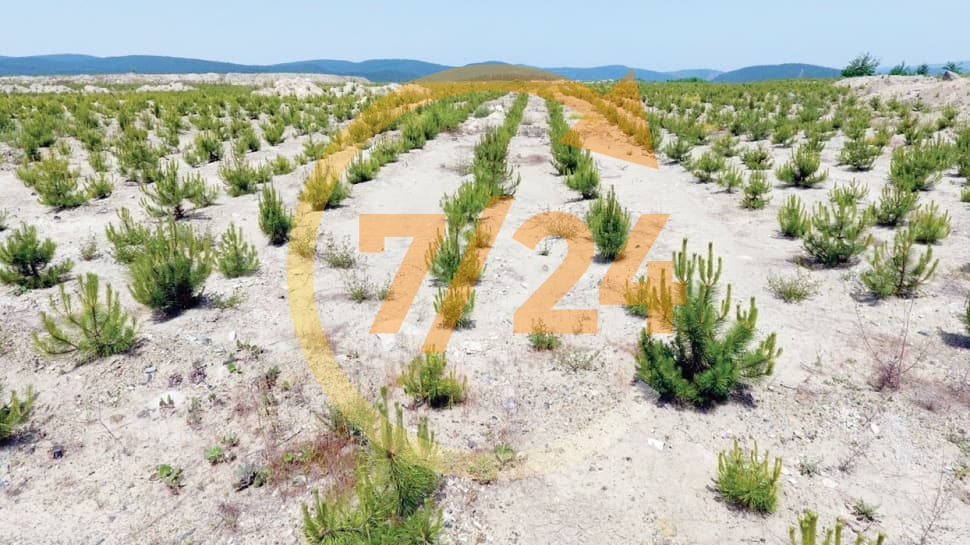 Bursa'daki eski saha yeniden yeşile büründü