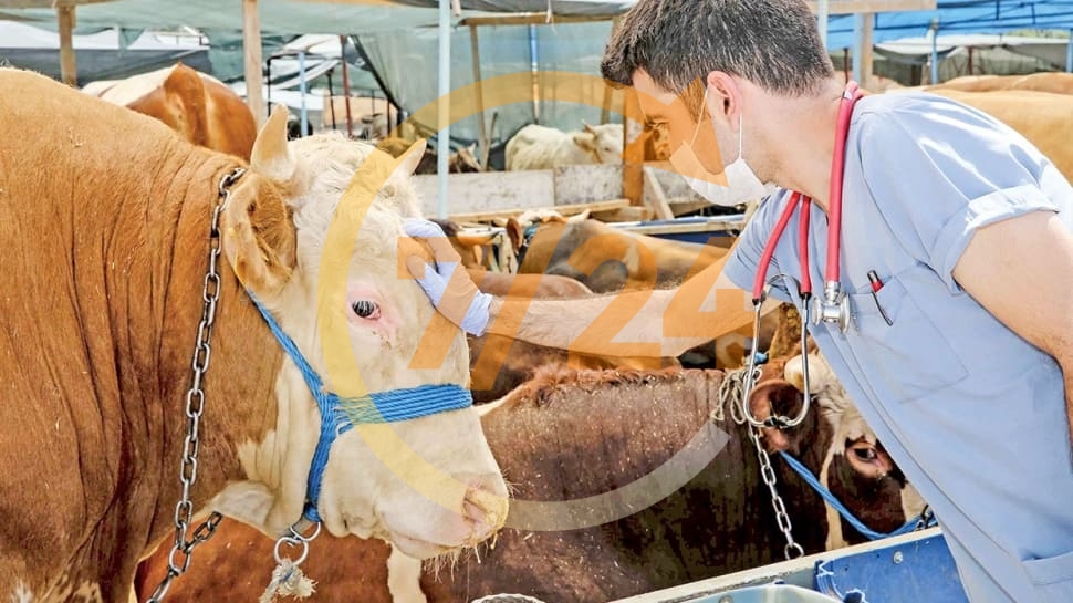 Kasaplara 344 milyon TL bıçak parası