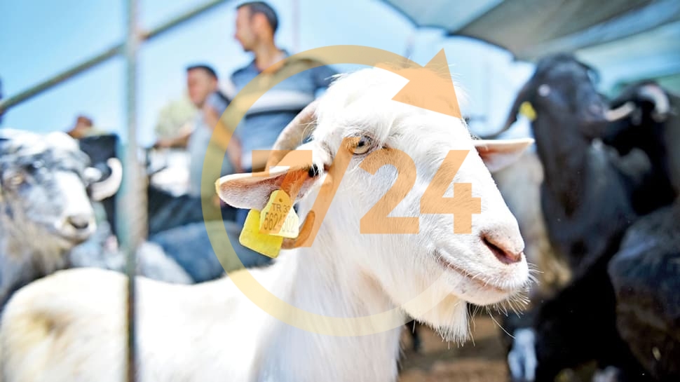 ‘Küçükbaş hayvan kesin, arz fazlası var'