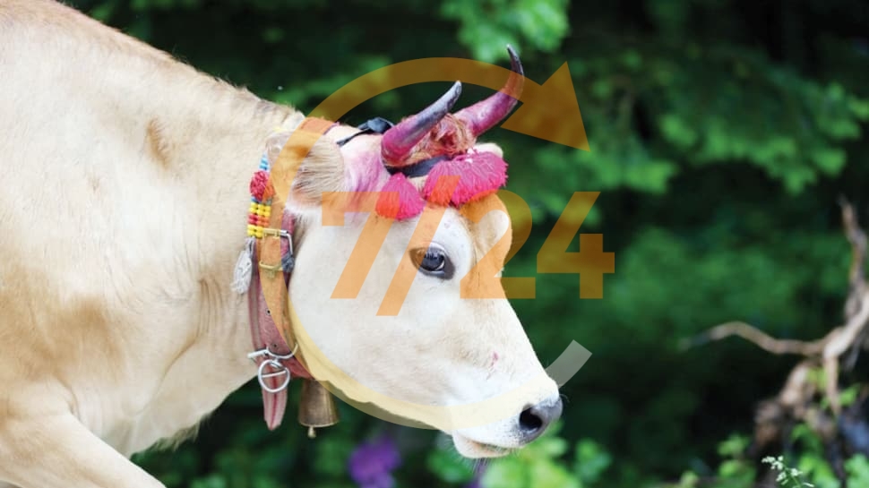 Kurbanlık alırken dikkat!