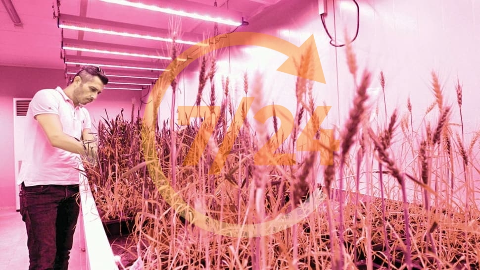 ‘Hızlı ıslah ünitesi'yle 2 ayda buğday hasadı