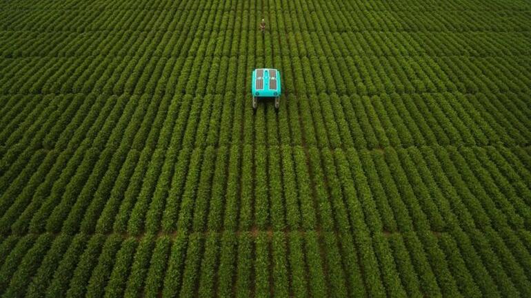 Googleın robotları tarladaki ürünü tek tek inceleyip çiftçiye bilgi verecek