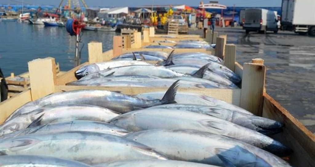 Tekirdağ'da Palamut Bereketi Sürüyor: Tanesi 100 ile 150 Liradan Satılıyor