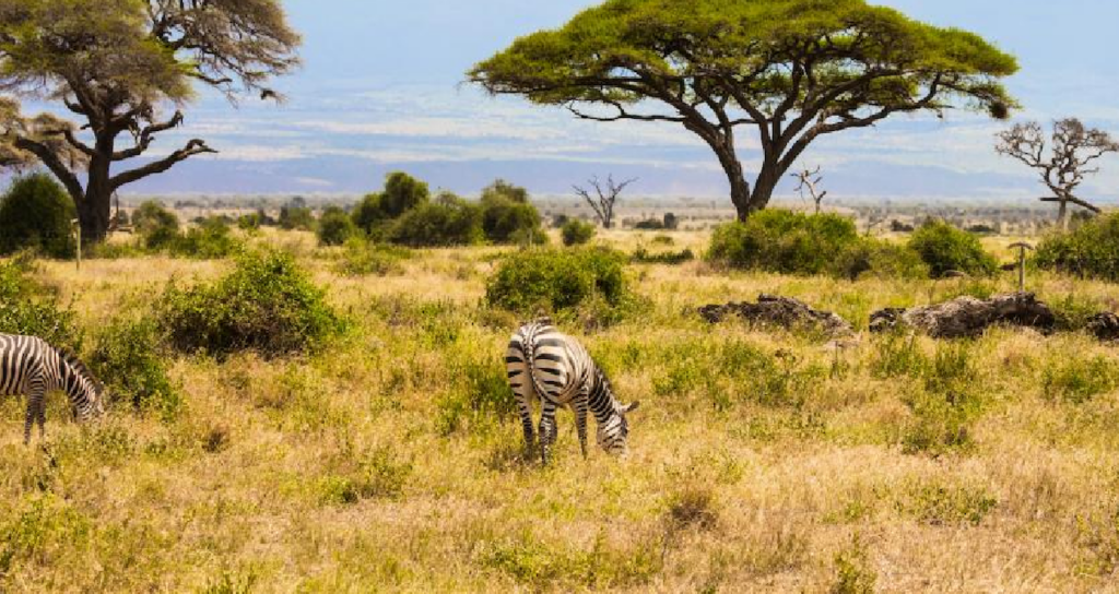 Kenya Savanındaki 18 Yıllık Deney Büyük Otçulların Ekosistemdeki Rolünü Ortaya Koydu