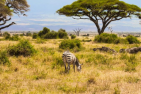 Kenya Savanındaki 18 Yıllık Deney Büyük Otçulların Ekosistemdeki Rolünü Ortaya Koydu