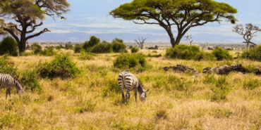 Kenya Savanındaki 18 Yıllık Deney Büyük Otçulların Ekosistemdeki Rolünü Ortaya Koydu