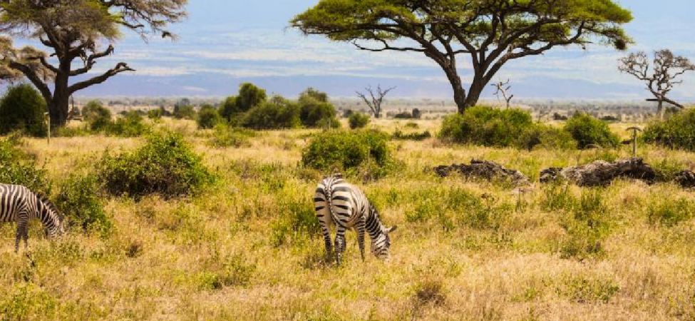 Kenya Savanındaki 18 Yıllık Deney Büyük Otçulların Ekosistemdeki Rolünü Ortaya Koydu
