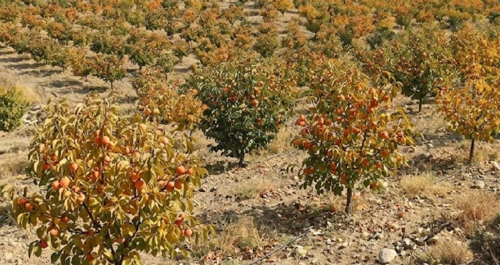 Türkiye'de Yetiştirilen Cennet Hurması Küresel Pazarda Geniş İhracat Ağına Ulaştı
