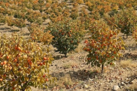 Türkiye'de Yetiştirilen Cennet Hurması Küresel Pazarda Geniş İhracat Ağına Ulaştı