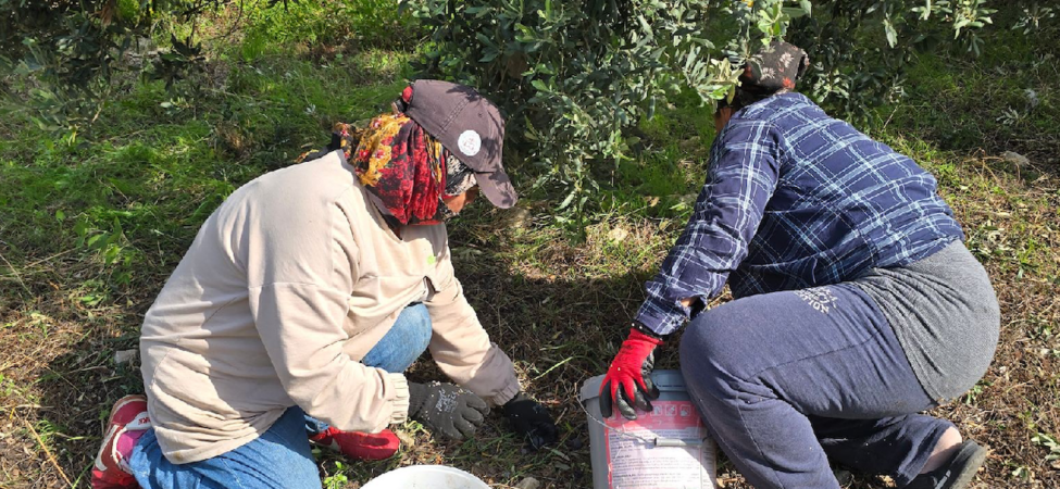 Hatay Samandağ'da Halhalı Zeytini Hasadı Başladı: Bahçede Kilogramı 150 Liraya Ulaştı