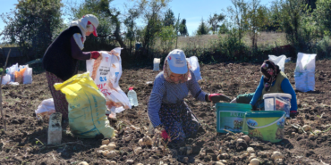 Tokat'ta Coğrafi İşaretli Başçiftlik Beyazı Patatesin Hasadı Başladı