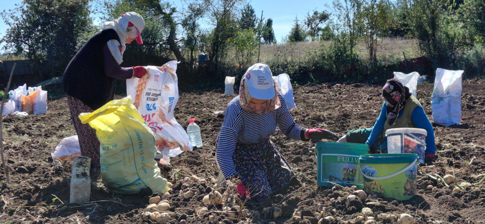 Tokat'ta Coğrafi İşaretli Başçiftlik Beyazı Patatesin Hasadı Başladı