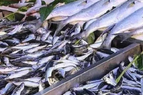 Konserve Uskumru Yüksek Omega-3 ve Düşük Cıva Oranıyla Öne Çıkıyor